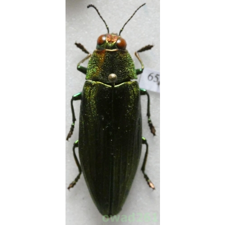 Chrysochroa purpureiventris marinae Lander, 1992 Thailand 37mm65
